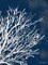 Coastal Coral II Poster Print by Lanie Loreth - Item # VARPDX8599LL